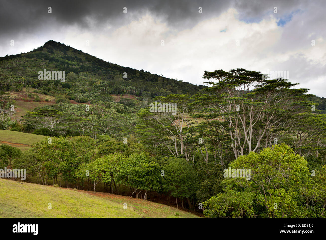 L'Ile Maurice, Chamarel, les arbres sur les pentes de Valriche, Maurice plus haute montagne Banque D'Images