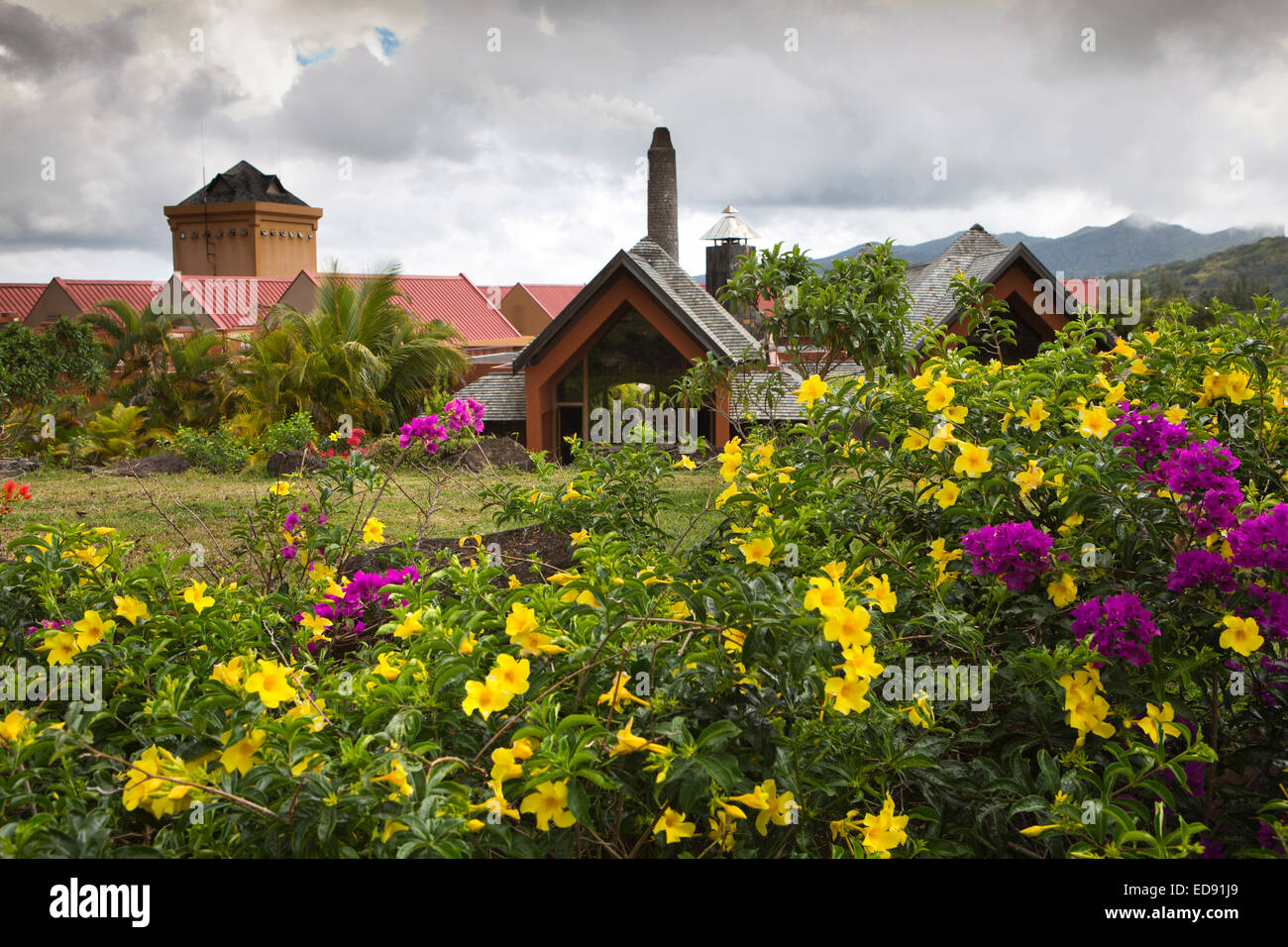L'Ile Maurice, Chamarel, Fabrique de Rhum, fleurs en rhumerie jardin Banque D'Images