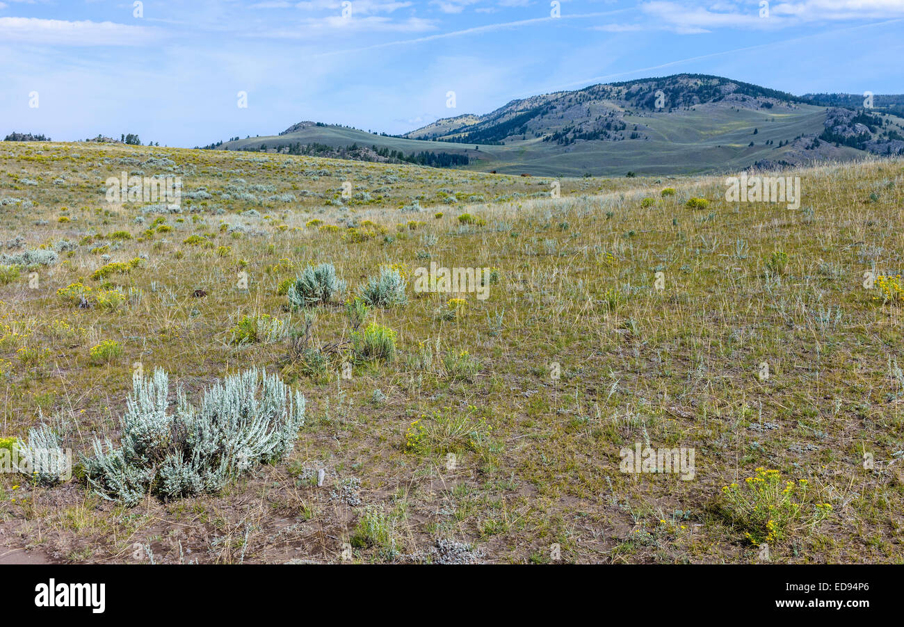 Paysage sauvage du Parc National de Yellowstone montrant bushland, arbustes en fleurs sur fond de collines et de ciel bleu. Banque D'Images