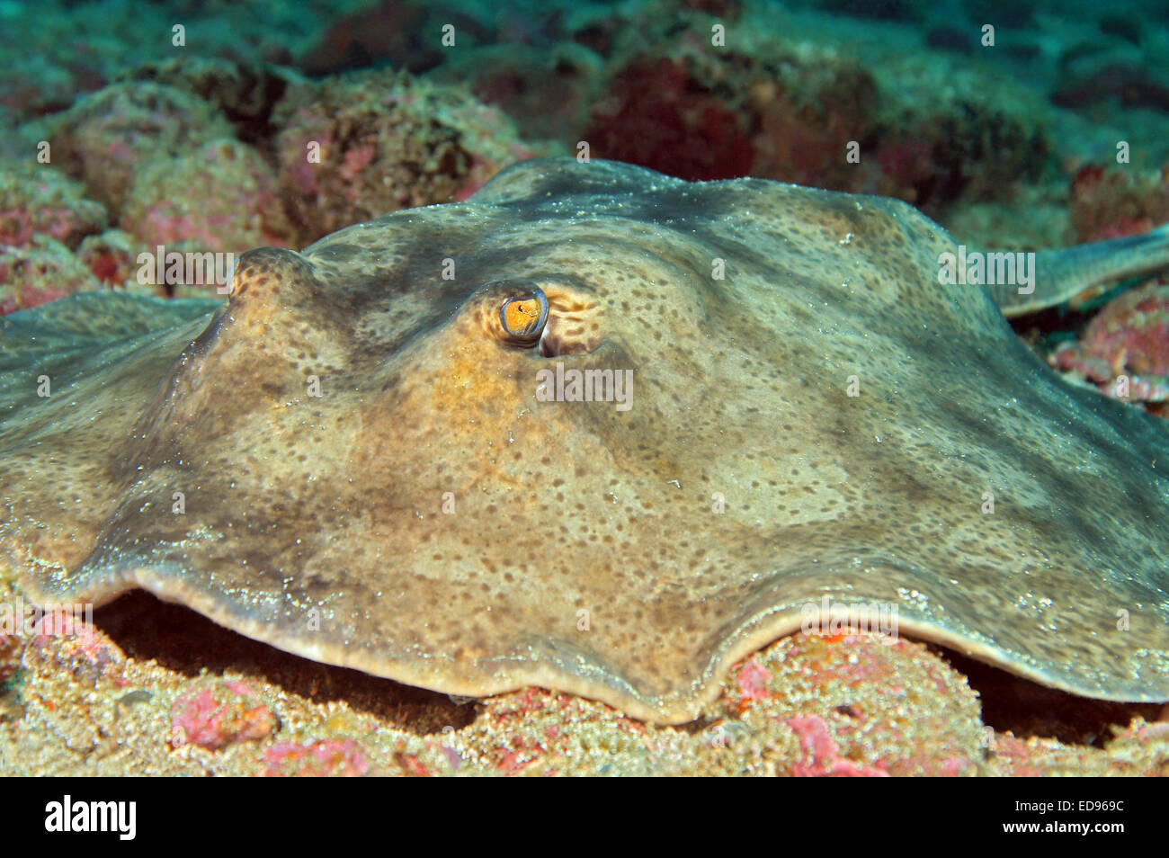 Close-up of a round Stingray (Urolophus halleri - aka Hallers ronde), Costa Rica, îles de Catalina Banque D'Images