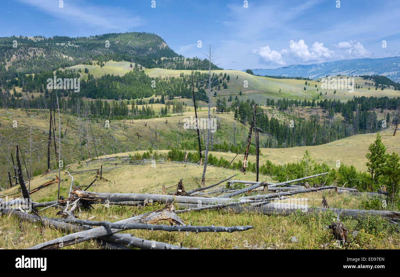 Tempête et les dégâts causés par le feu dans le Parc National de Yellowstone montrant des arbres tombés dans paysage vallonné près de West Yellowstone, Wyoming. Banque D'Images