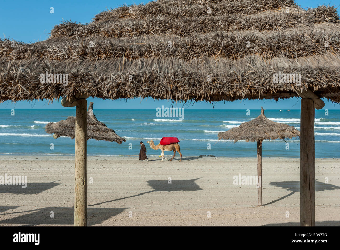 Un tour de chameau défilés opérateur son chameau sur une plage de Sidi Mahrez. Djerba. La Tunisie. L'Afrique du Nord Banque D'Images