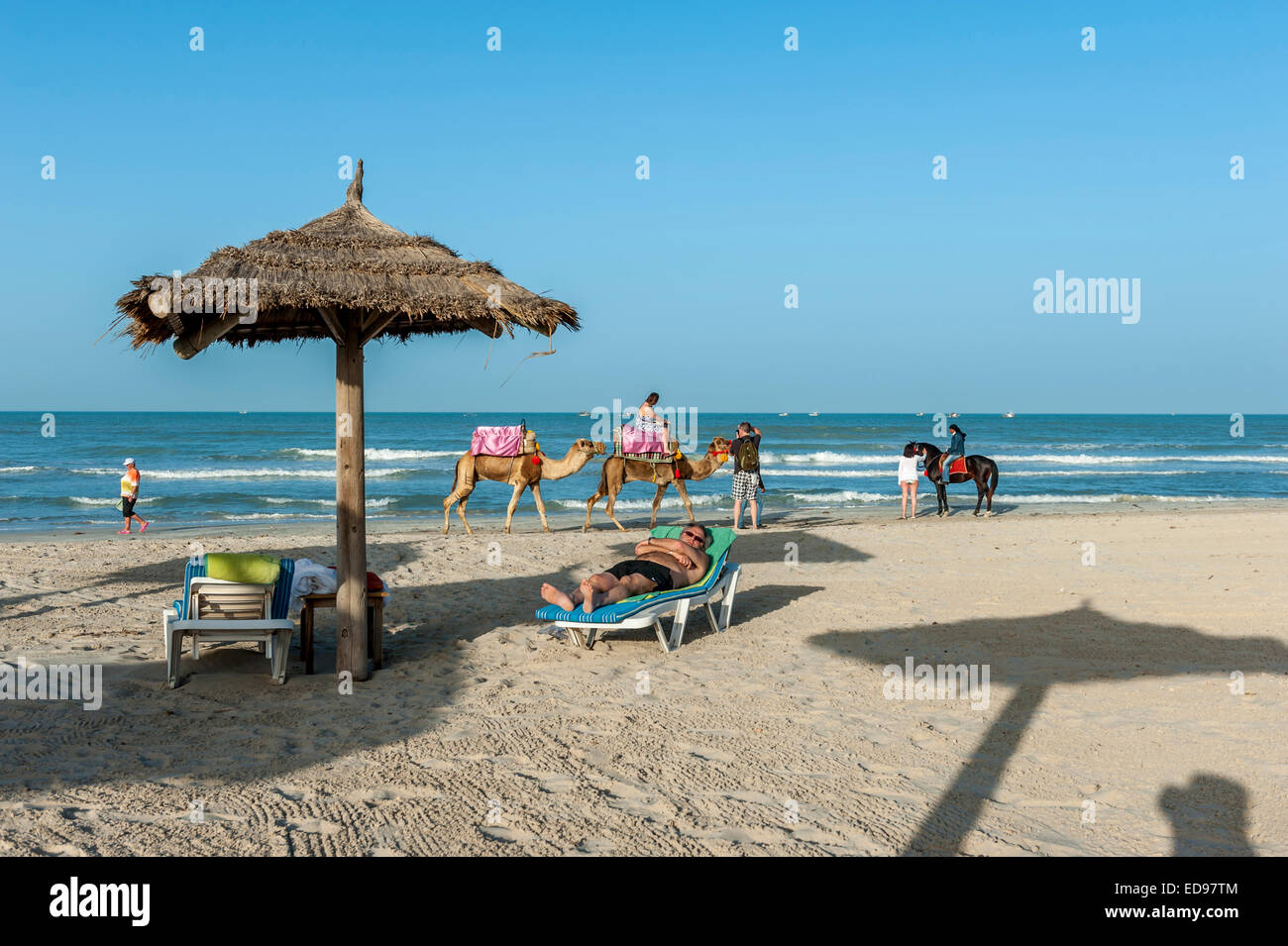 Les chameaux et les promenades à cheval le long de la plage de Sidi Mehrez, Djerba, Tunisie, Afrique du Nord Banque D'Images