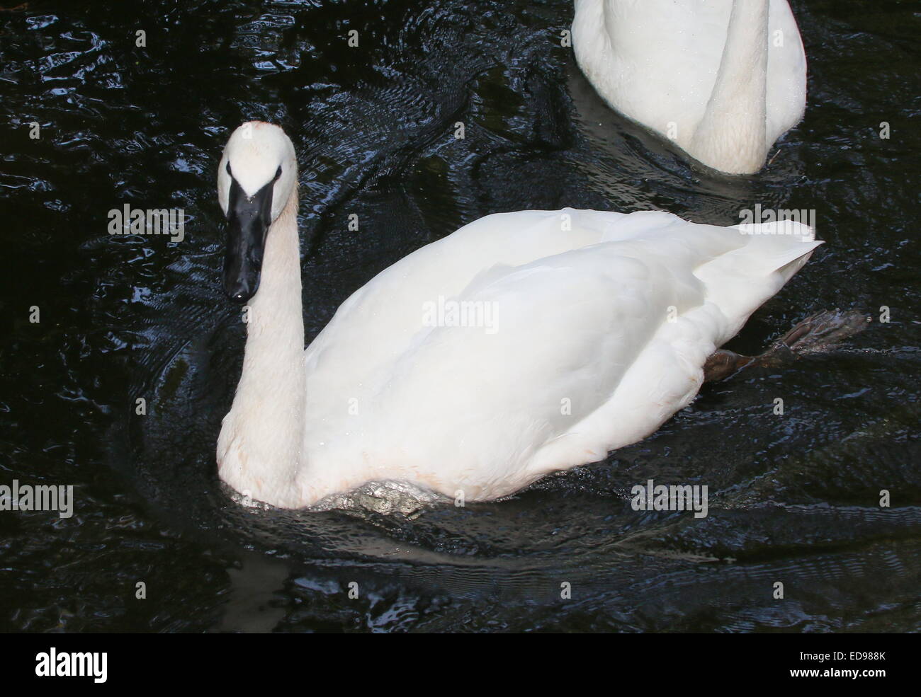 L'Amérique du Nord Le cygne (Cygnus buccinator) Banque D'Images