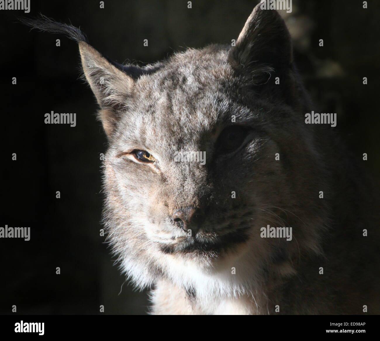 Plus gros plan de la tête d'un comité ou le lynx (Lynx lynx) Banque D'Images