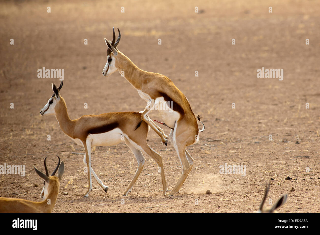 Les Springboks près de Mata Mata Camp, Transfontier Kgalagadi Park, Afrique du Sud Banque D'Images