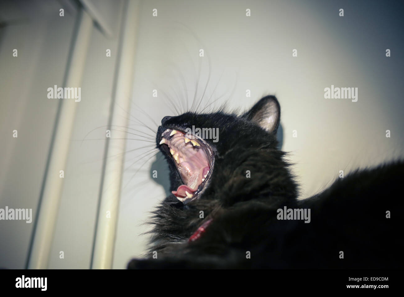 Black Cat bâillement et montrant des dents pointues Banque D'Images