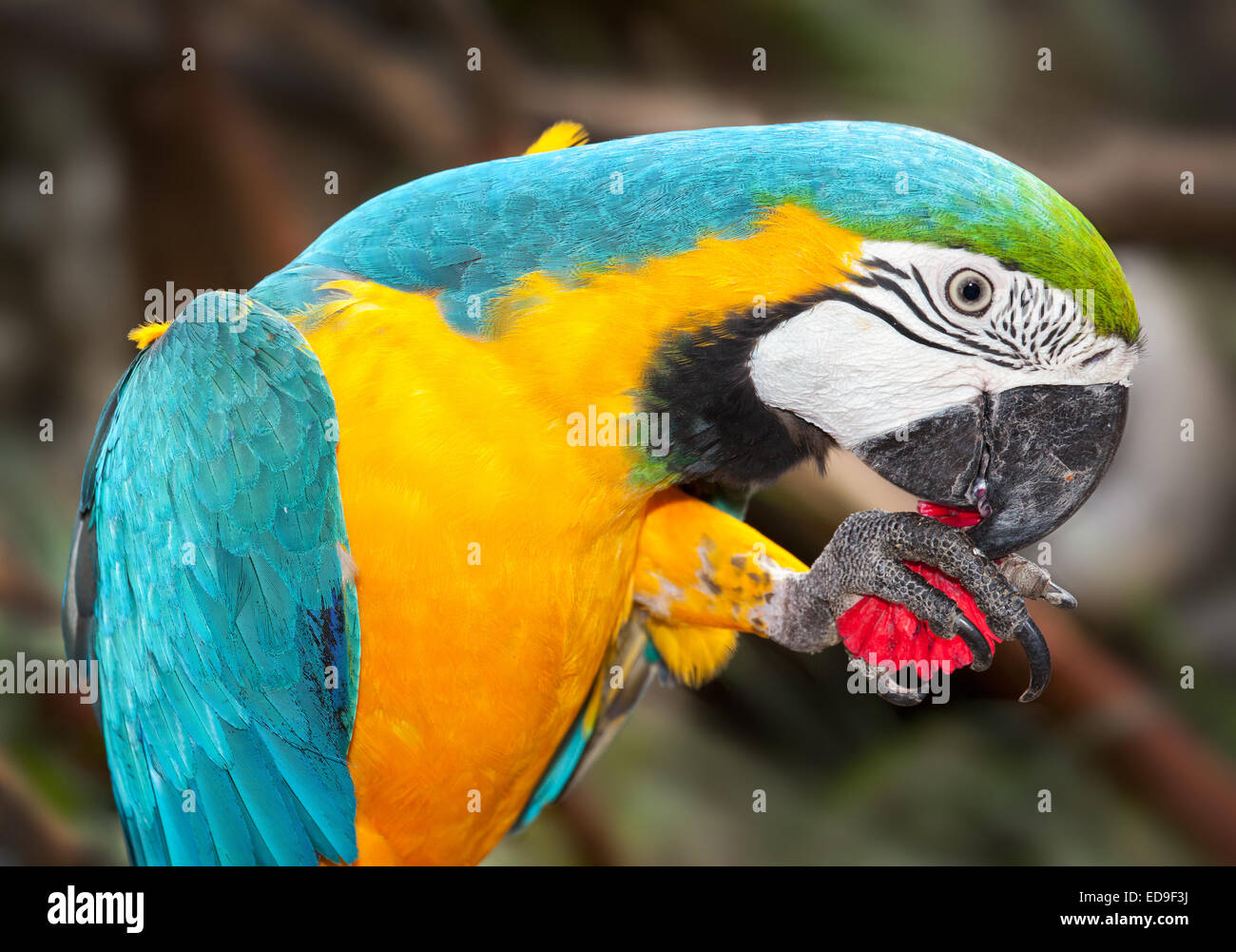 Un macaw parrot portrait Banque D'Images