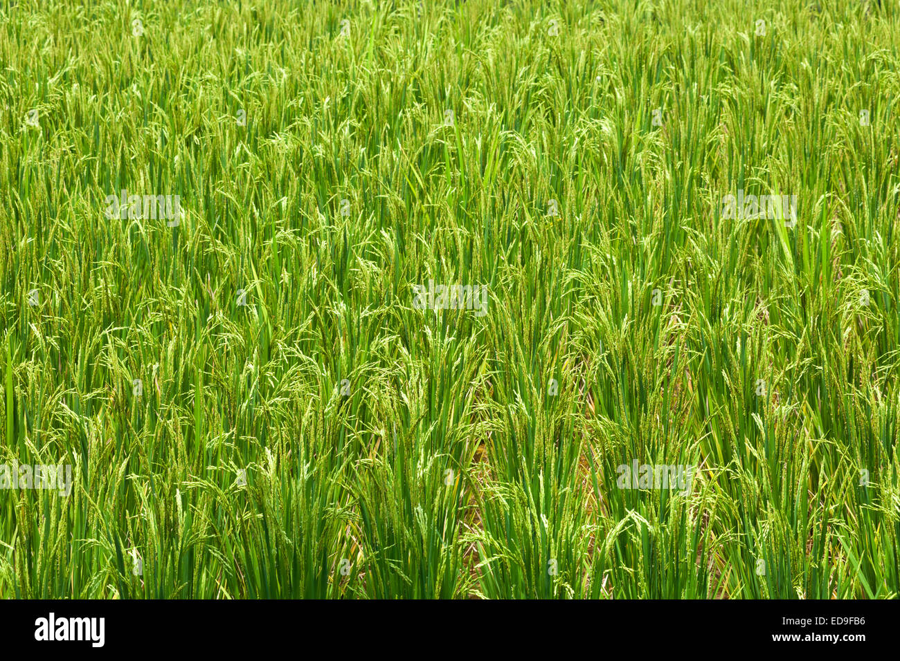 De plus en plus les plants de riz dans les rizières de Jatiluwih rizières à Bali, Indonésie. Banque D'Images