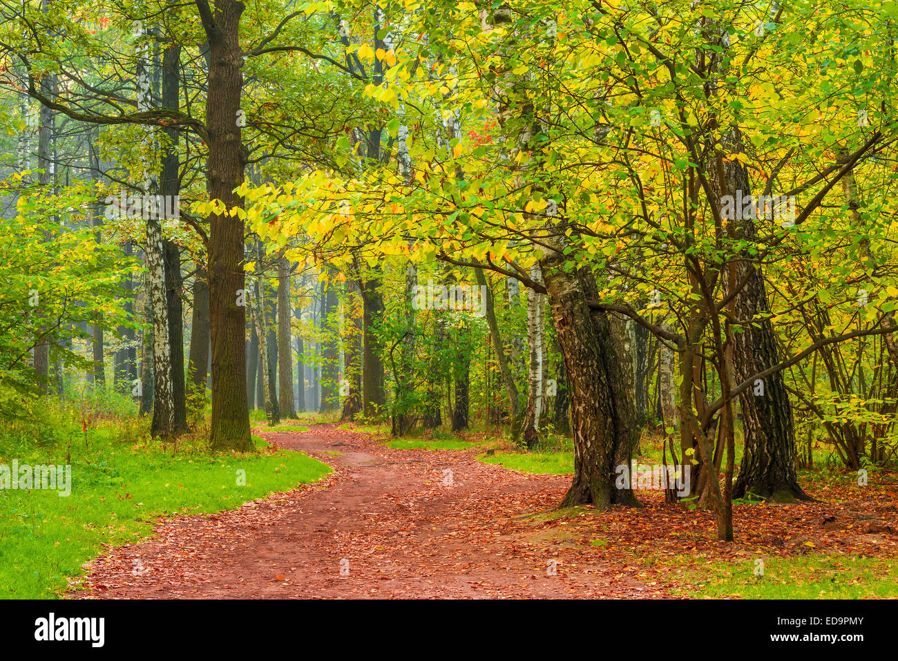 Chemin piétonnier dans le parc forestier de la ville d'automne Banque D'Images