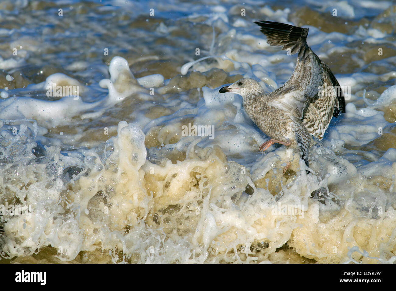 Goélands argentés Larus argentatus se nourrissant dans une mer agitée sur la côte de Norfolk Banque D'Images