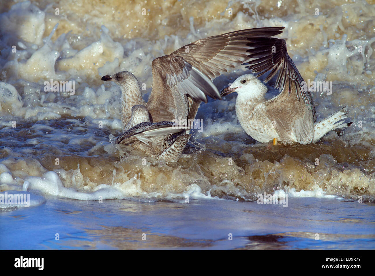 Goélands argentés Larus argentatus se nourrissant dans une mer agitée sur la côte de Norfolk Banque D'Images