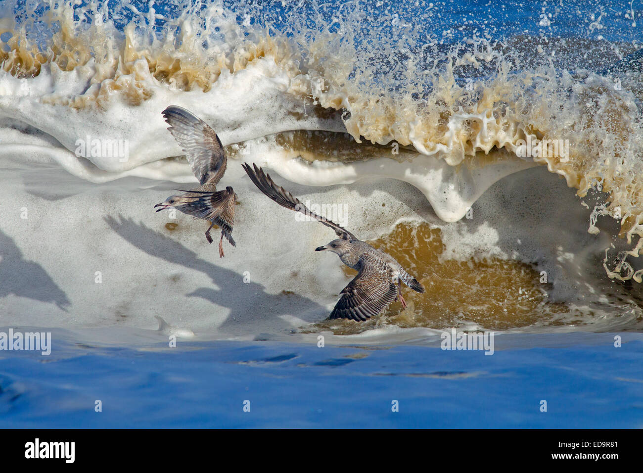 Goélands argentés Larus argentatus se nourrissant dans une mer agitée sur la côte de Norfolk Banque D'Images