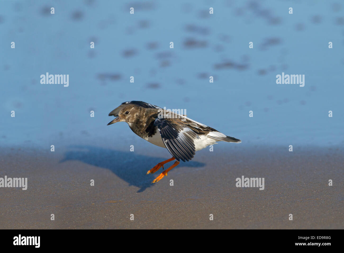 Turnstone Arenaria interpres seul oiseau en vol Banque D'Images