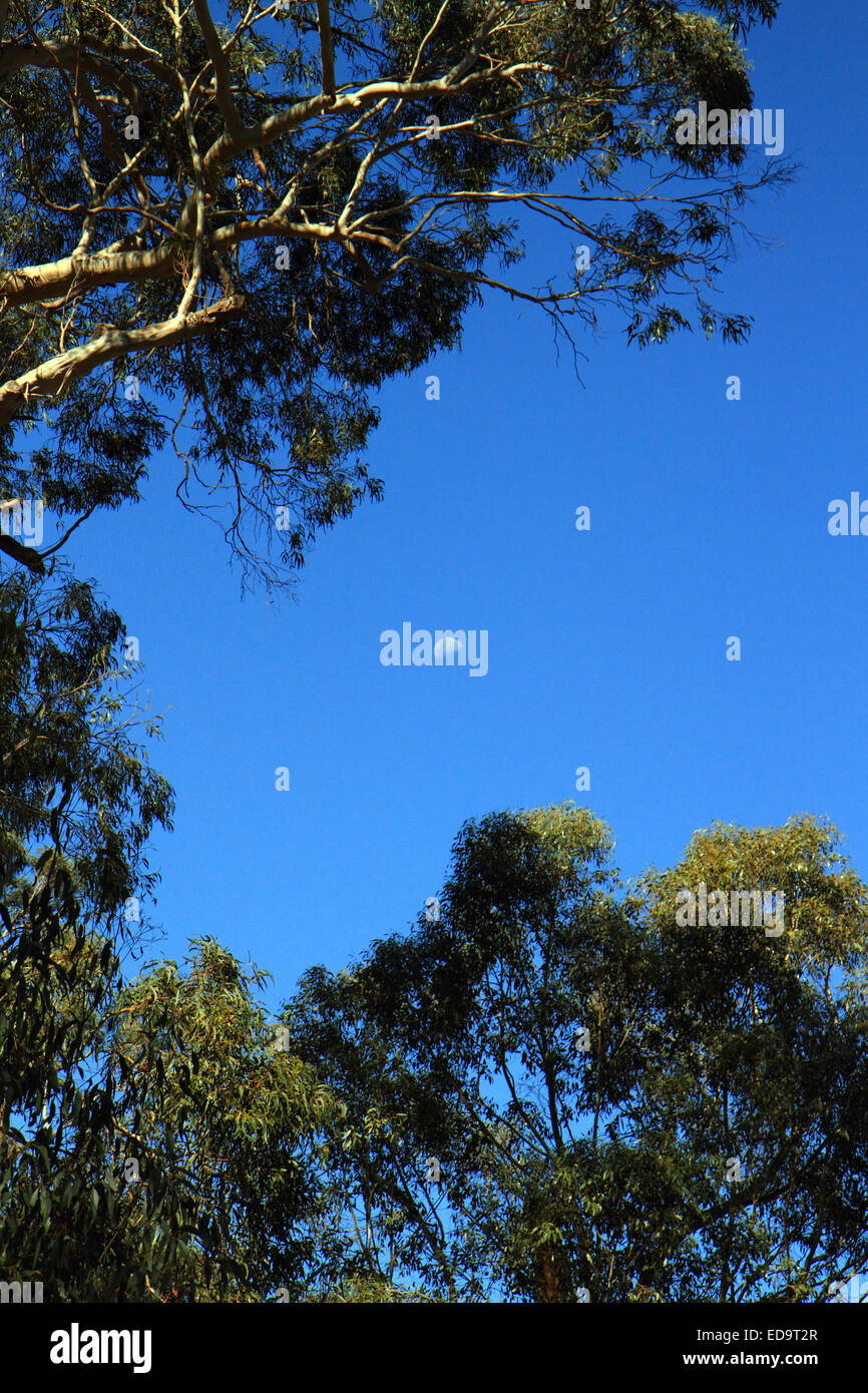 Lune en bleu ciel à la recherche à travers les eucalyptus Banque D'Images