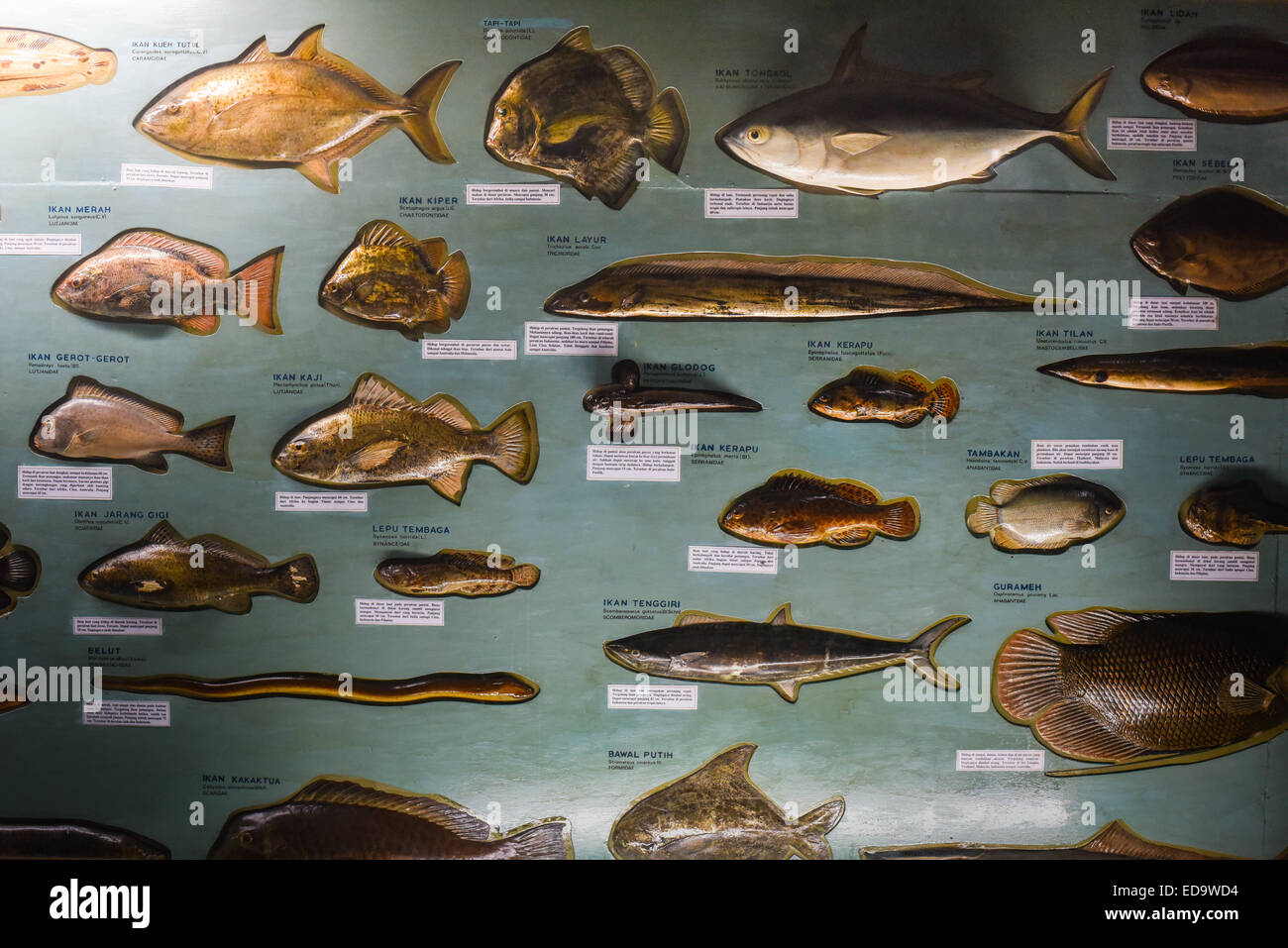 Exposition des spécimens d'espèces de poissons vivant dans les eaux indonésiennes, au Zoologie Museum de Bogor, Java Ouest, Indonésie. Banque D'Images