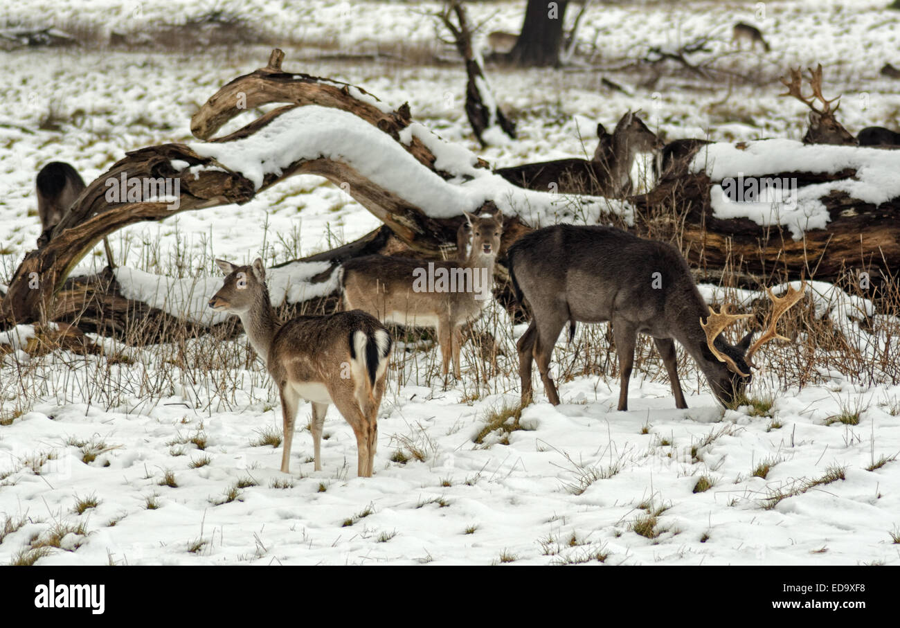 Deer posant dans la neige dans une scène d'hiver Banque D'Images