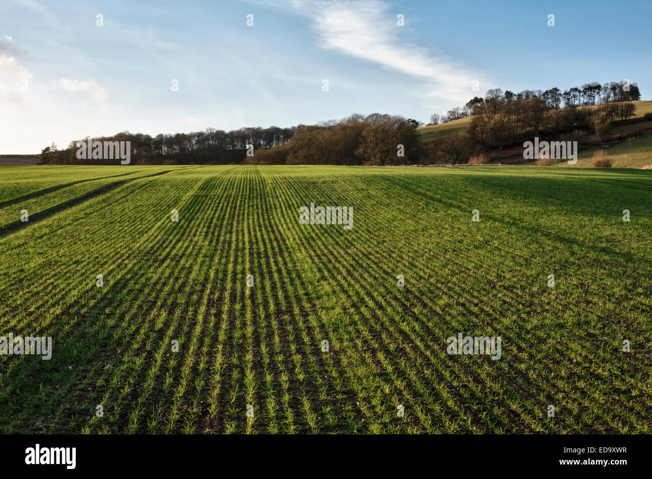 Le Shropshire, au Royaume-Uni. Un champ de blé d'hiver les jeunes Banque D'Images