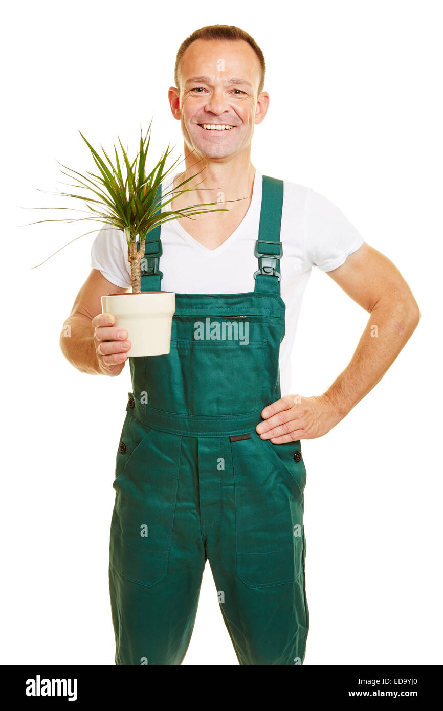 Un fleuriste à sourire avec une salopette verte Beaucarnea plante dans sa main Banque D'Images
