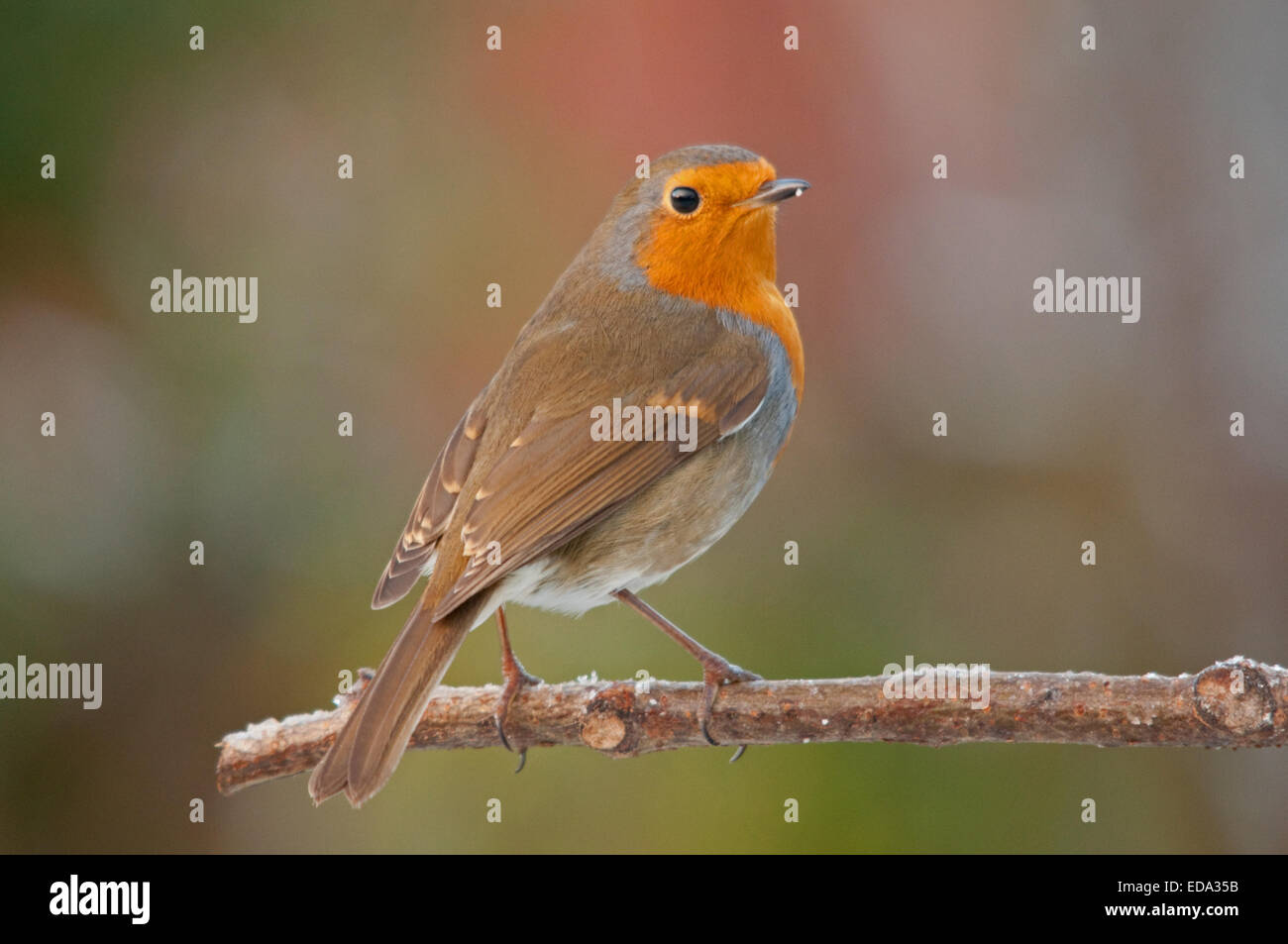 Robin perché sur une branche d'arbre Hazel Banque D'Images