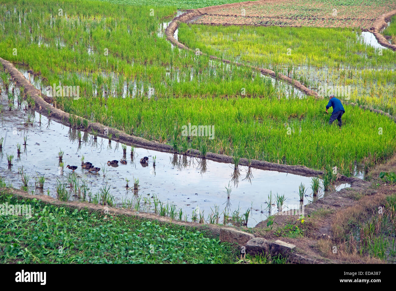 Coupe homme tibétain les plants de riz en rizière dans les basses terres de la province du Sichuan, Chine Banque D'Images