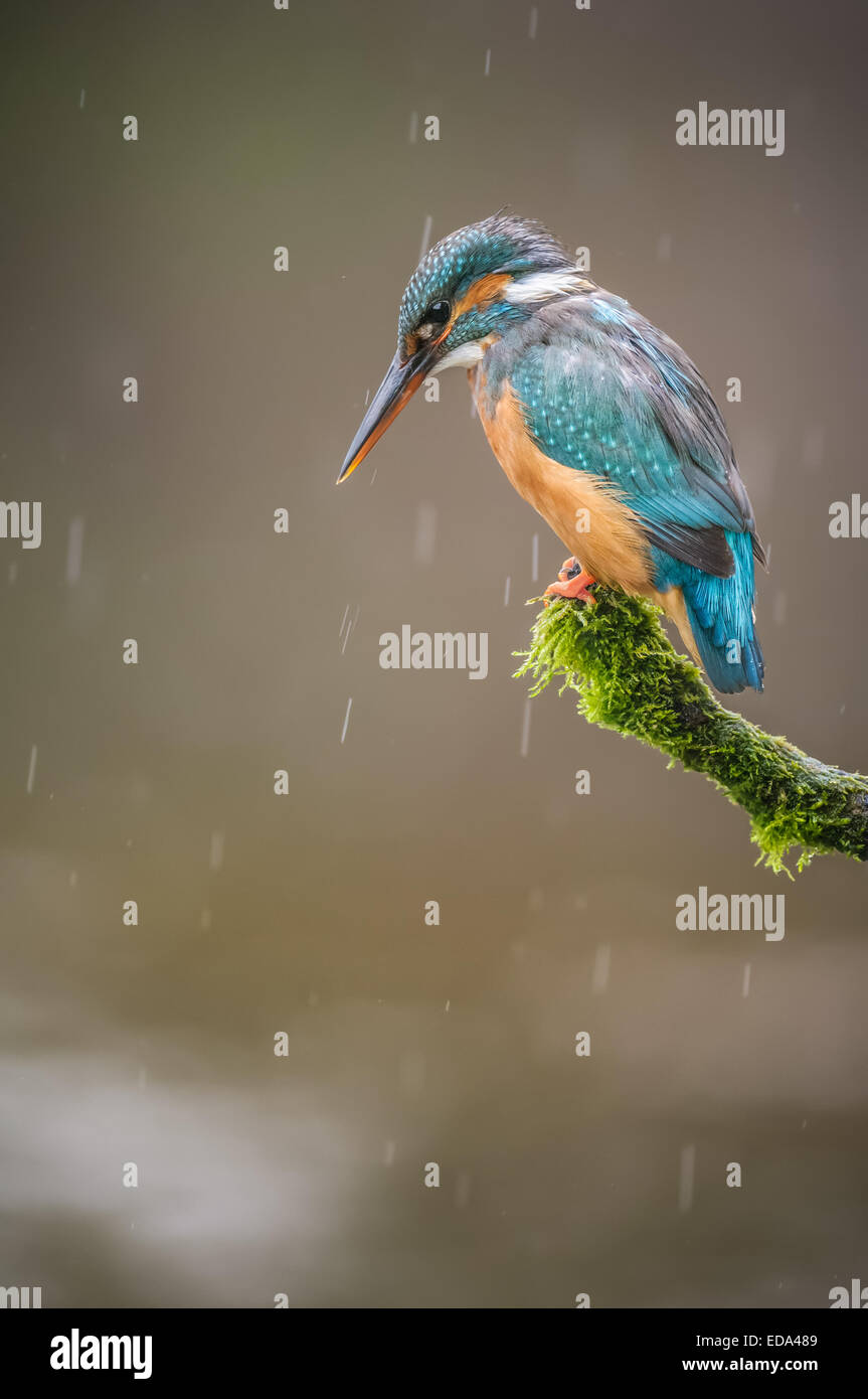 Un martin-pêcheur perches par une rivière sur un après-midi pluvieux Banque D'Images