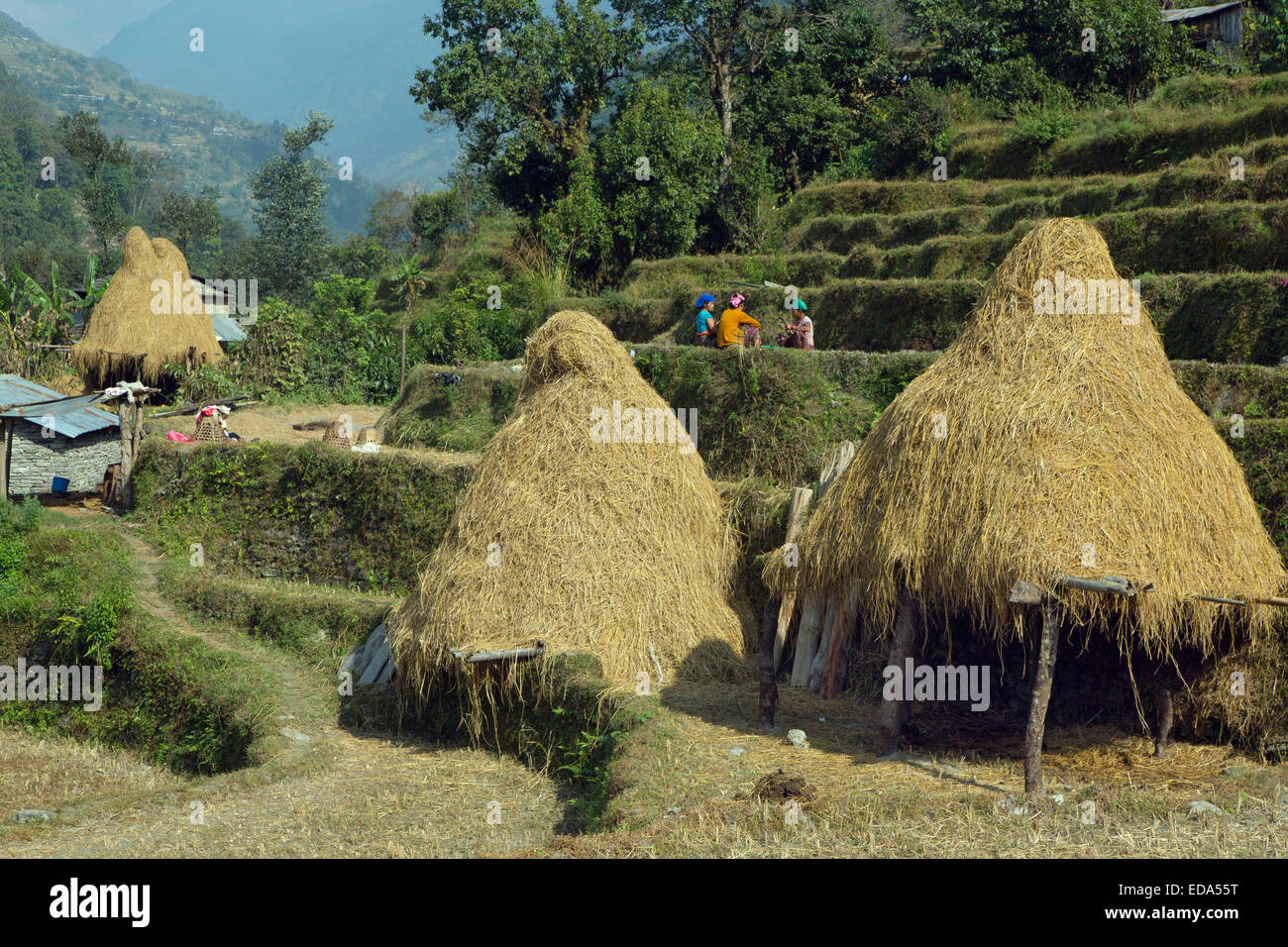 Près du village de Ghandruk dans la vallée de la modi Khola à environ 2000 mètres de distance dans le sud de l'Annapurna Banque D'Images