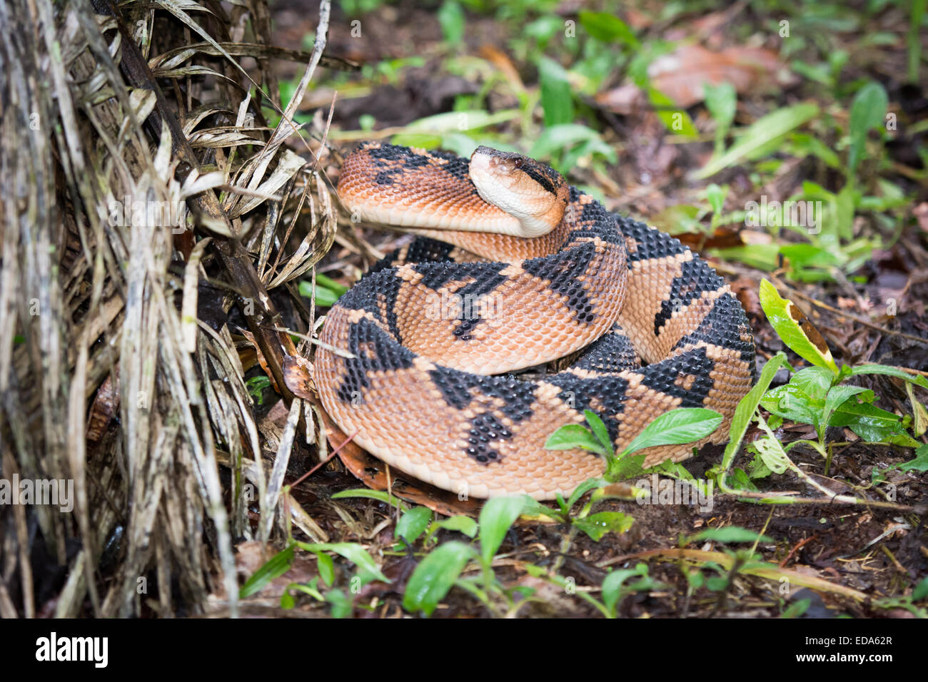 Shushupe - Amazon Bushmaster snake (lachesis muta) Banque D'Images