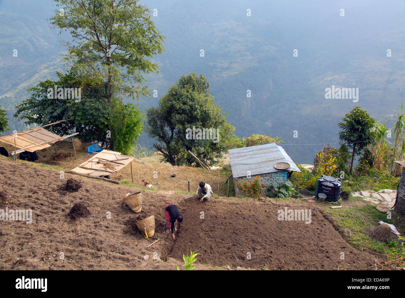 La préparation de sol après la récolte près de village de montagne de Ghandruk dans la vallée de la modi Khola à environ 2000 mètres Banque D'Images