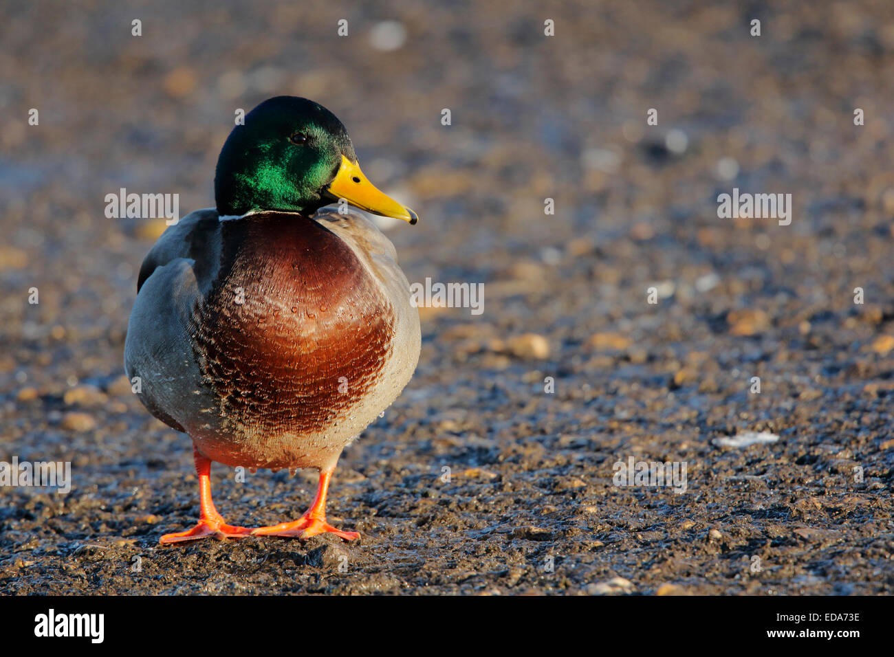 Canard colvert (Anas platyrhynchos), mâle adulte, debout sur un sol gelé, Slimbridge, Gloucestershire, Angleterre, Décembre Banque D'Images
