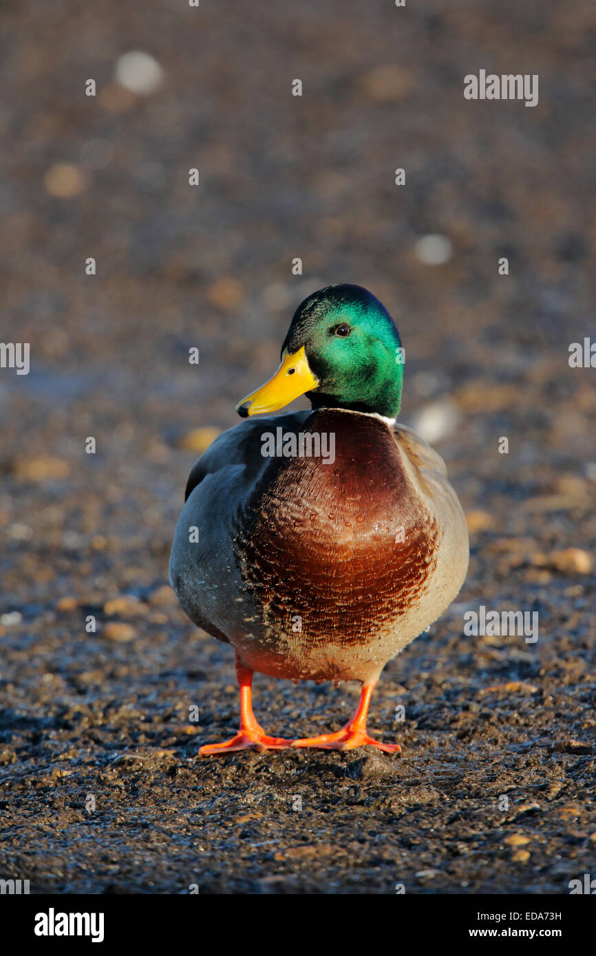 Canard colvert (Anas platyrhynchos), mâle adulte, debout sur un sol gelé, Slimbridge, Gloucestershire, Angleterre, Décembre Banque D'Images