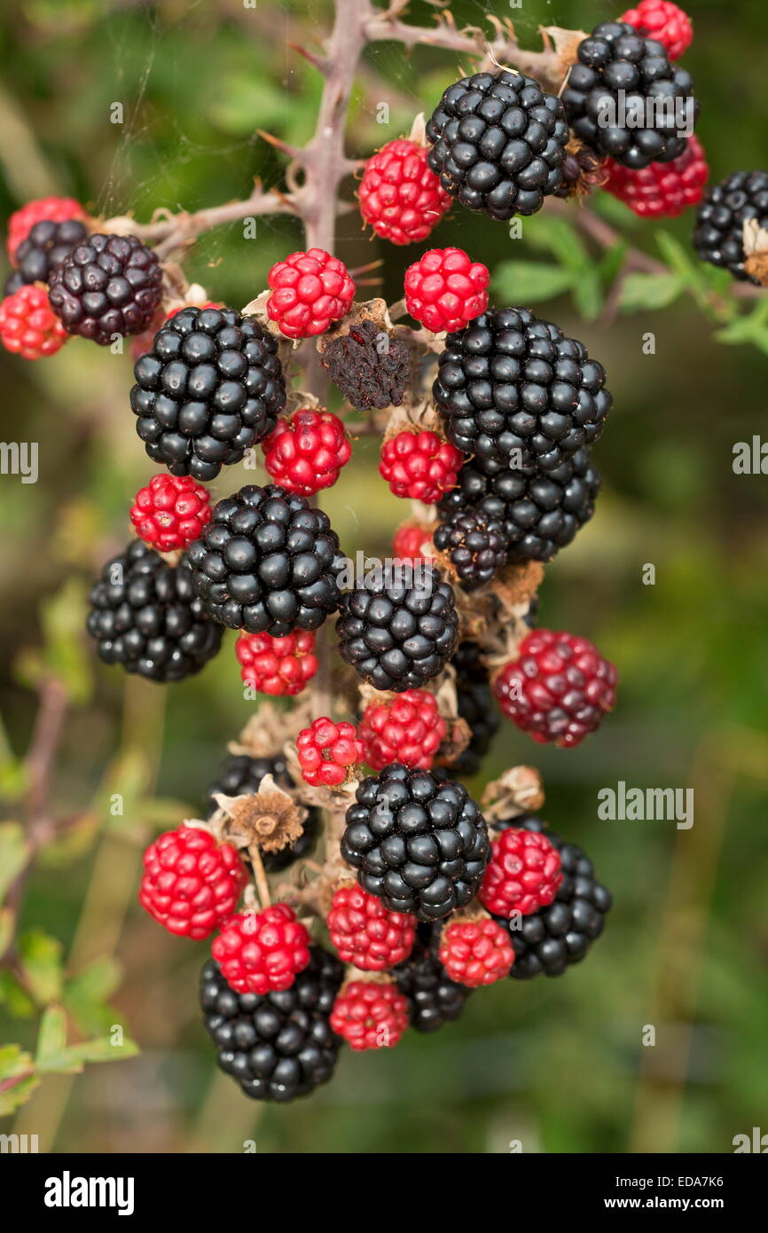 Les mûres mûres, Rubus fruticosus en haie. Le Dorset. Banque D'Images