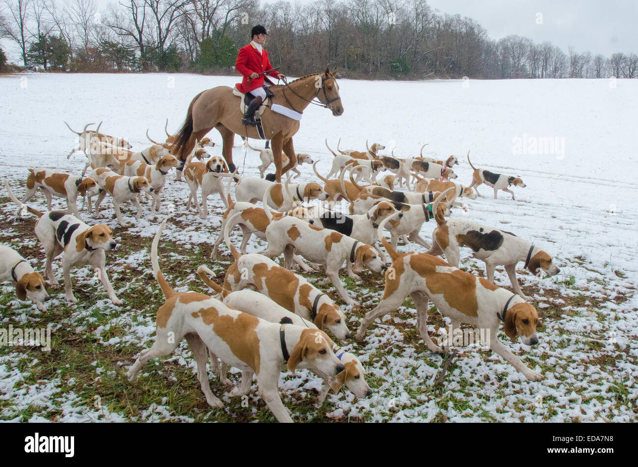 Comme le clairon retentit, le Club de chasse de Essex envoie les chevaux et chiens de course dans la prairie pour une action de grâce annuels chasse au renard. Banque D'Images