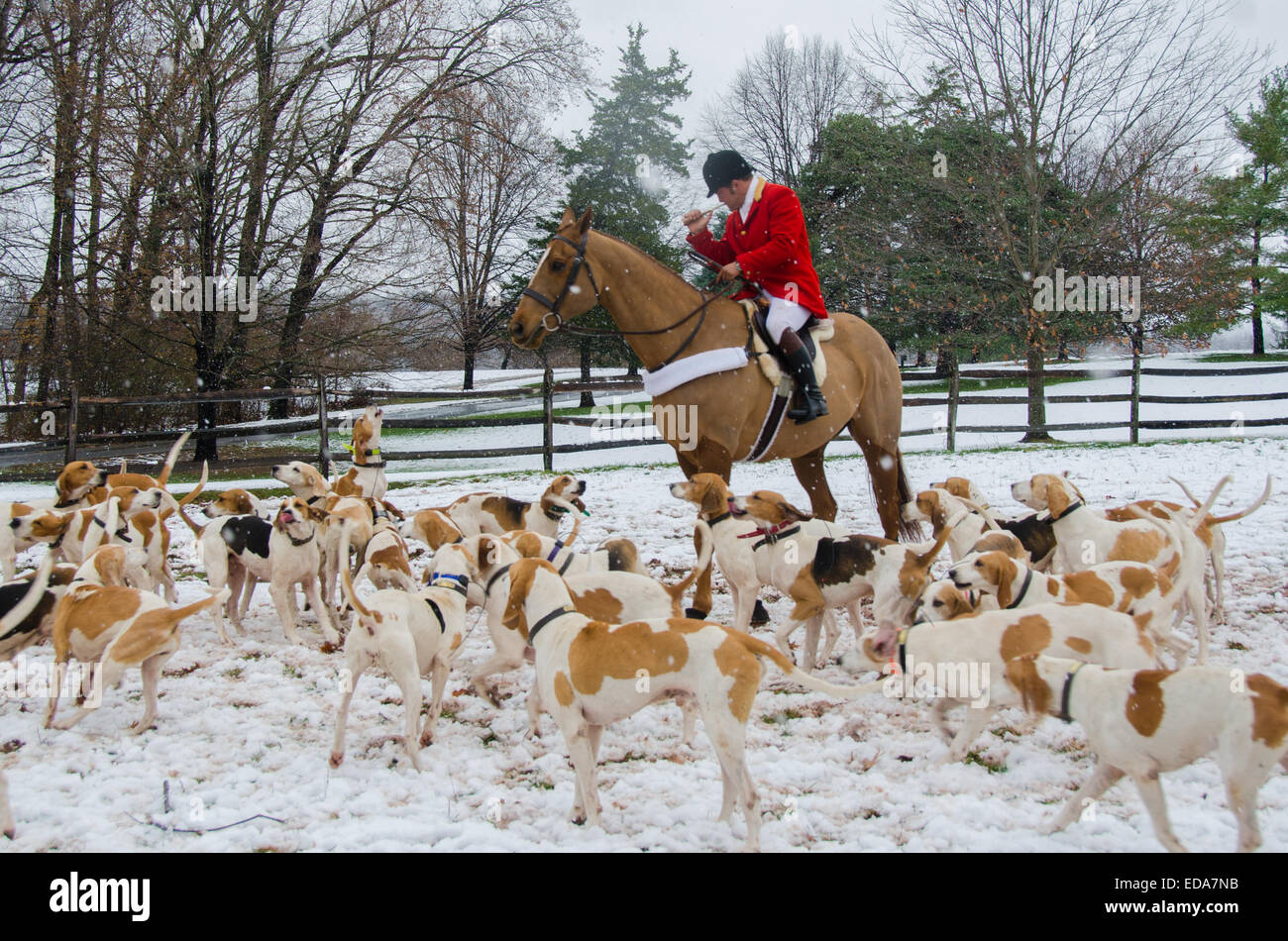 Comme le clairon retentit, le Club de chasse de Essex envoie les chevaux et chiens de course dans la prairie pour une action de grâce annuels chasse au renard. Banque D'Images