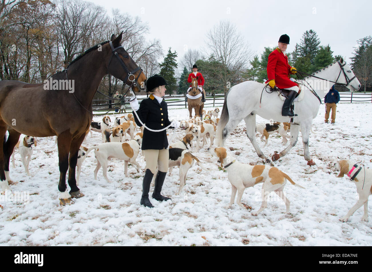 Comme le clairon retentit, le Club de chasse de Essex envoie les chevaux et chiens de course dans la prairie pour une action de grâce annuels chasse au renard. Banque D'Images