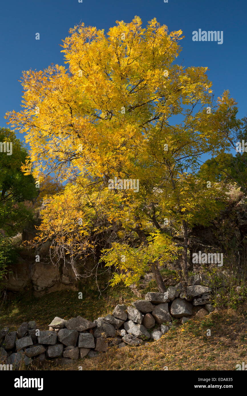 Les frênes en automne dans les Pyrénées Orientales près de Font Romeu, France. Banque D'Images