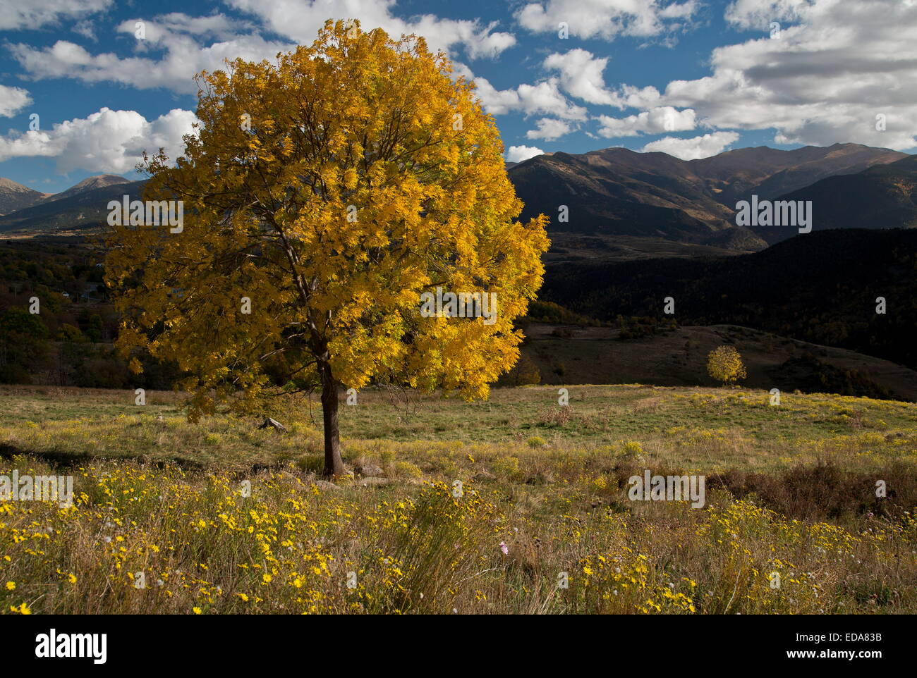 Les frênes en automne dans les Pyrénées Orientales près de Font Romeu, France. Banque D'Images