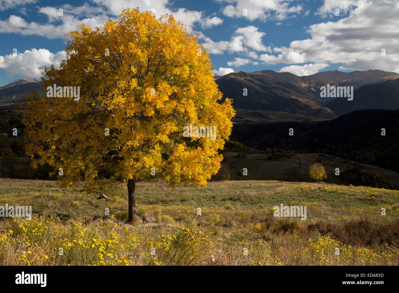 Les frênes en automne dans les Pyrénées Orientales près de Font Romeu, France. Banque D'Images