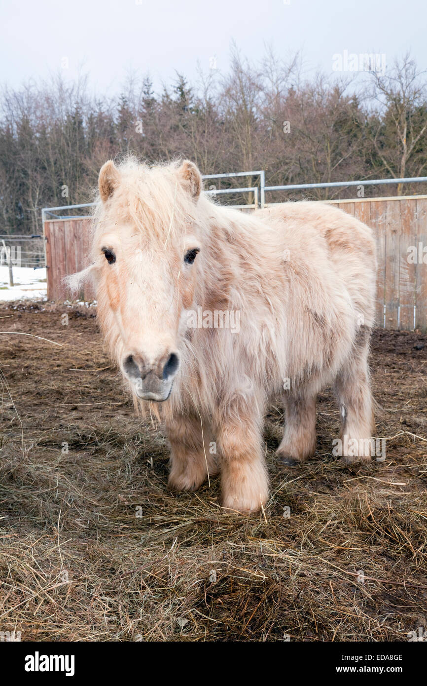 Poney Shetland En Hiver Dahlem Baasen Region De L Eifel Allemagne Photo Stock Alamy Poney Shetland En Hiver Dahlem Baasen Region De L Eifel Allemagne Photo Stock Alamy