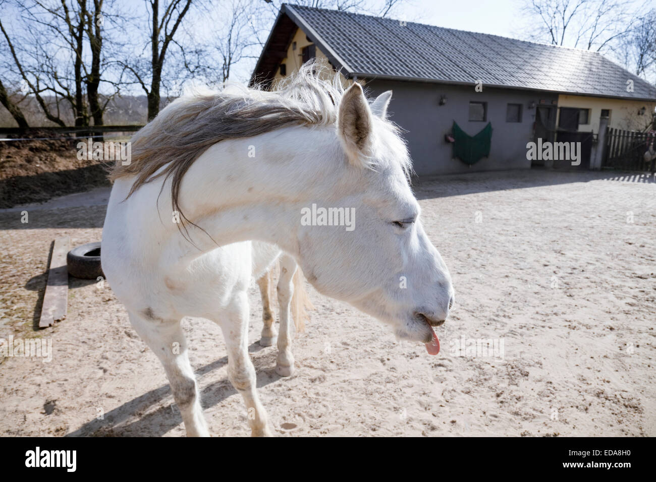 Poney blanc avec la langue qui sort, Limpach, Luxembourg Banque D'Images