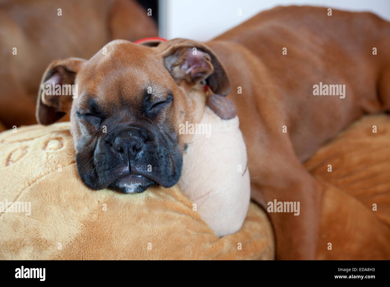 Croix Boxer chiot dormir sur teddy bear toy Banque D'Images