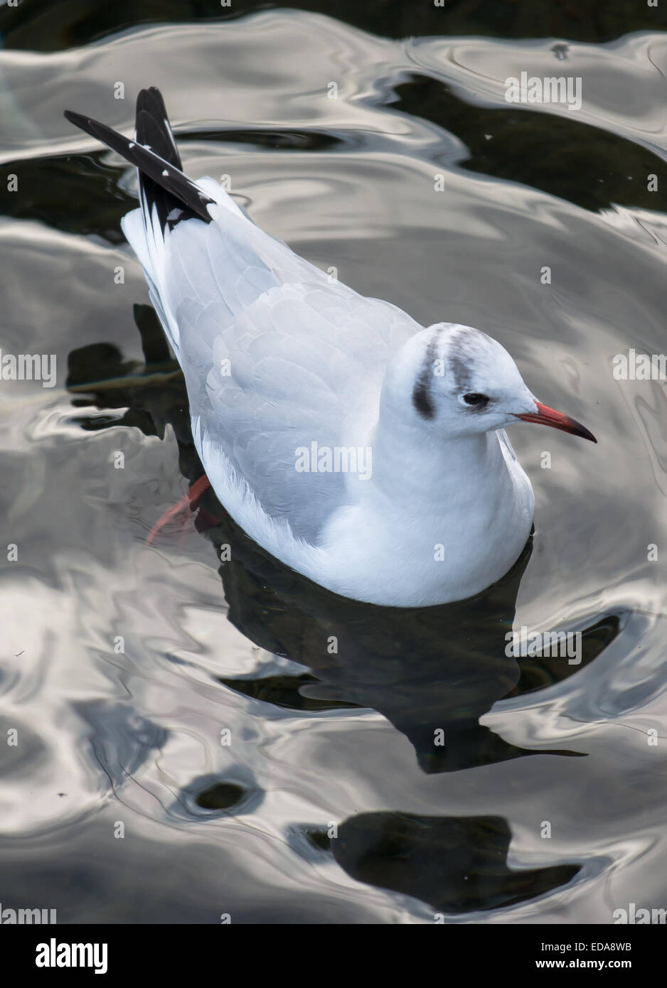 Mouette flottante sur l'eau calme Banque D'Images