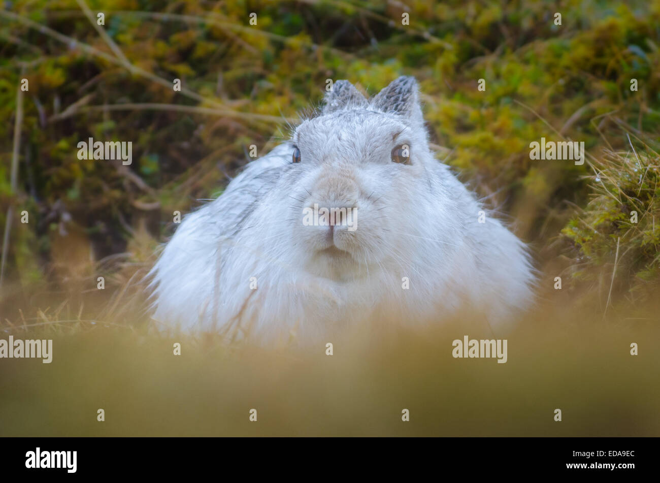 Lièvre variable (Lepus timidus) Banque D'Images