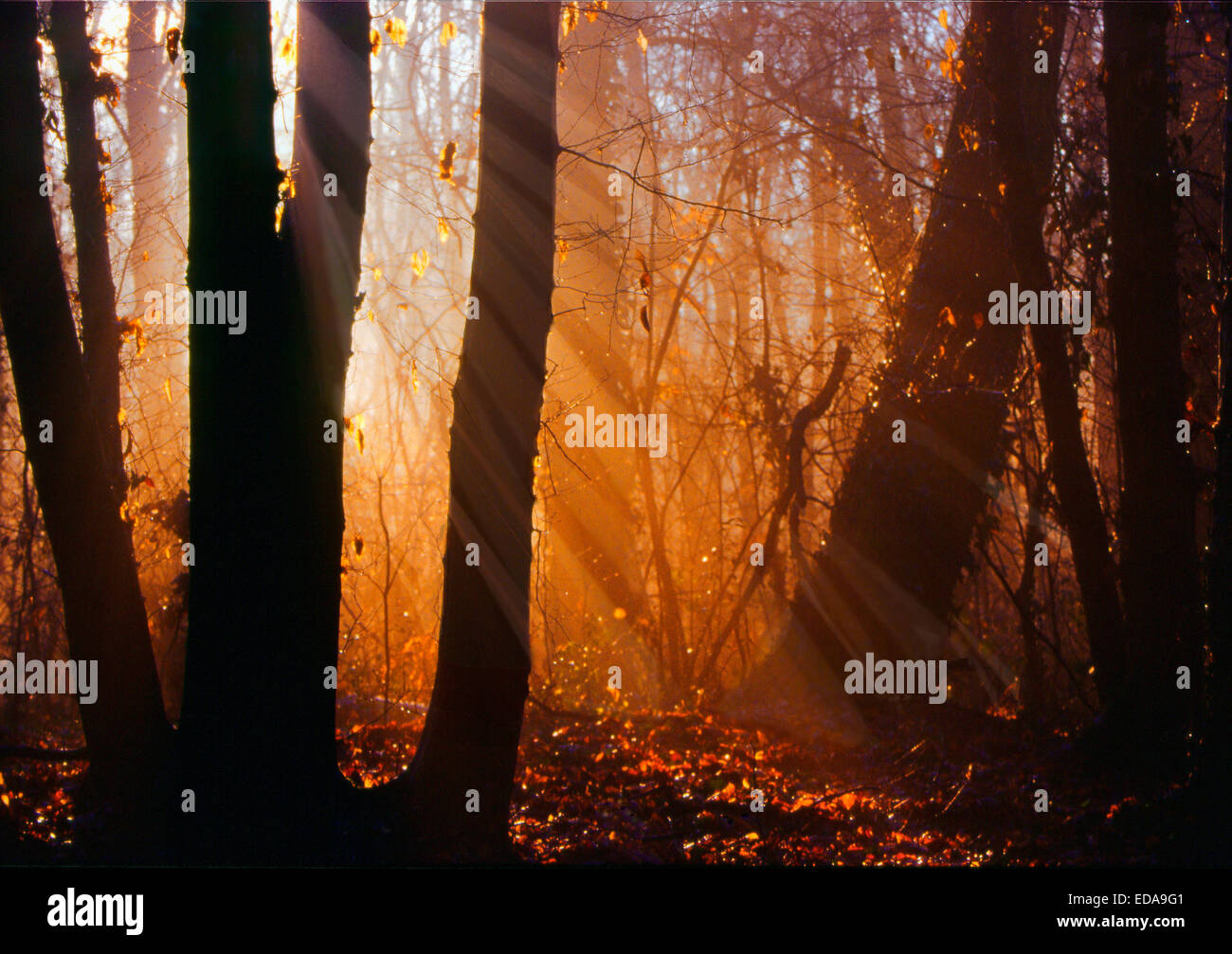 Coucher de lumières dans la forêt d'automne Banque D'Images