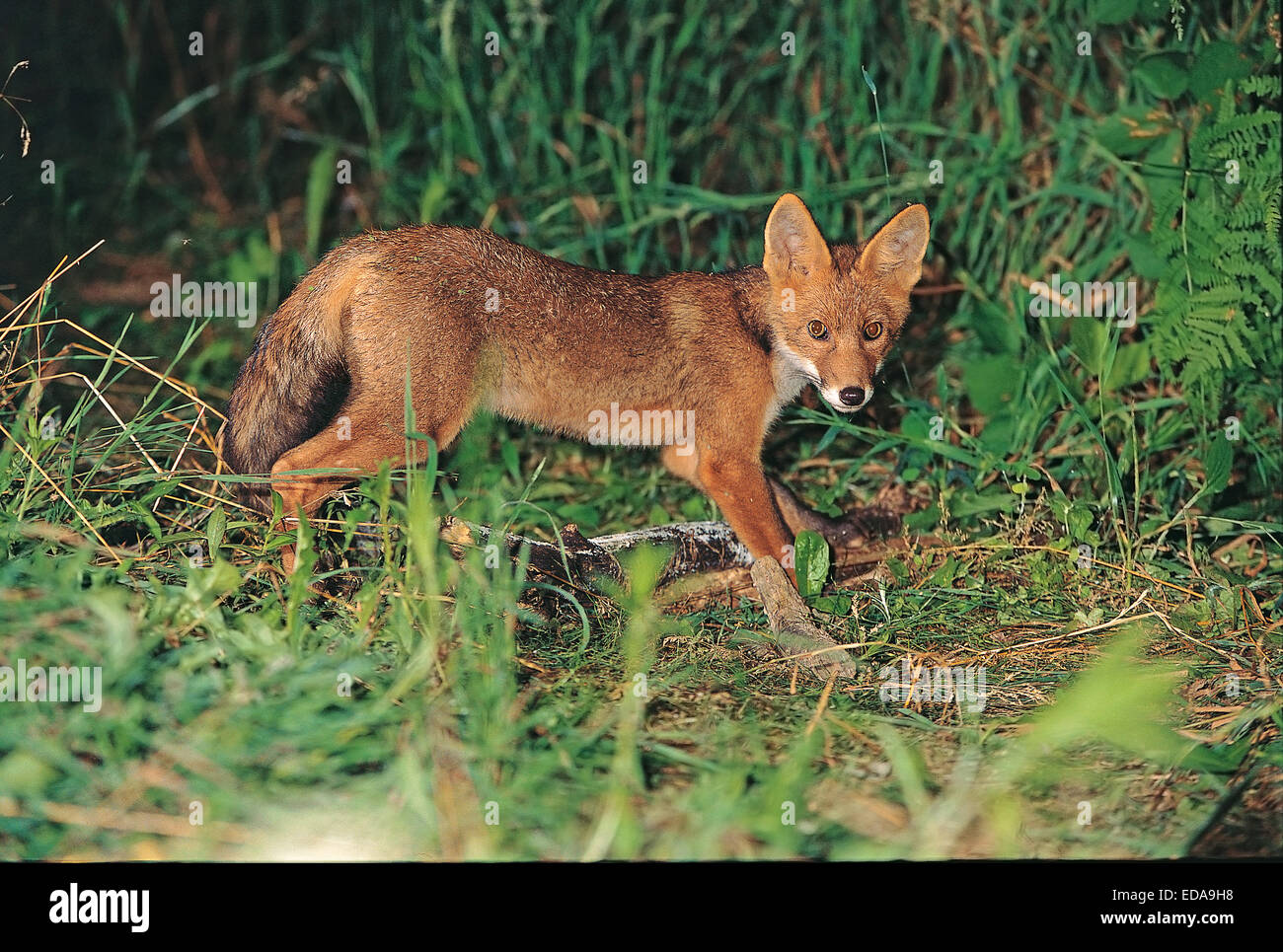 European Red Fox (Vulpes vulpes crucigera) Banque D'Images