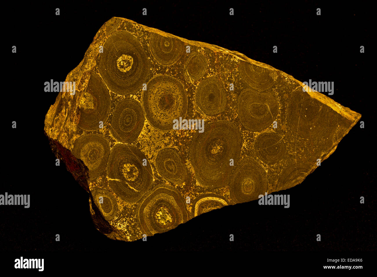 Une ijolite orbiculaire, alcalin, dans les orbicules, lac des Prairies, Ontario Canada, partie de lac des Prairies carbonotite complexe, connu qu'Oric Banque D'Images