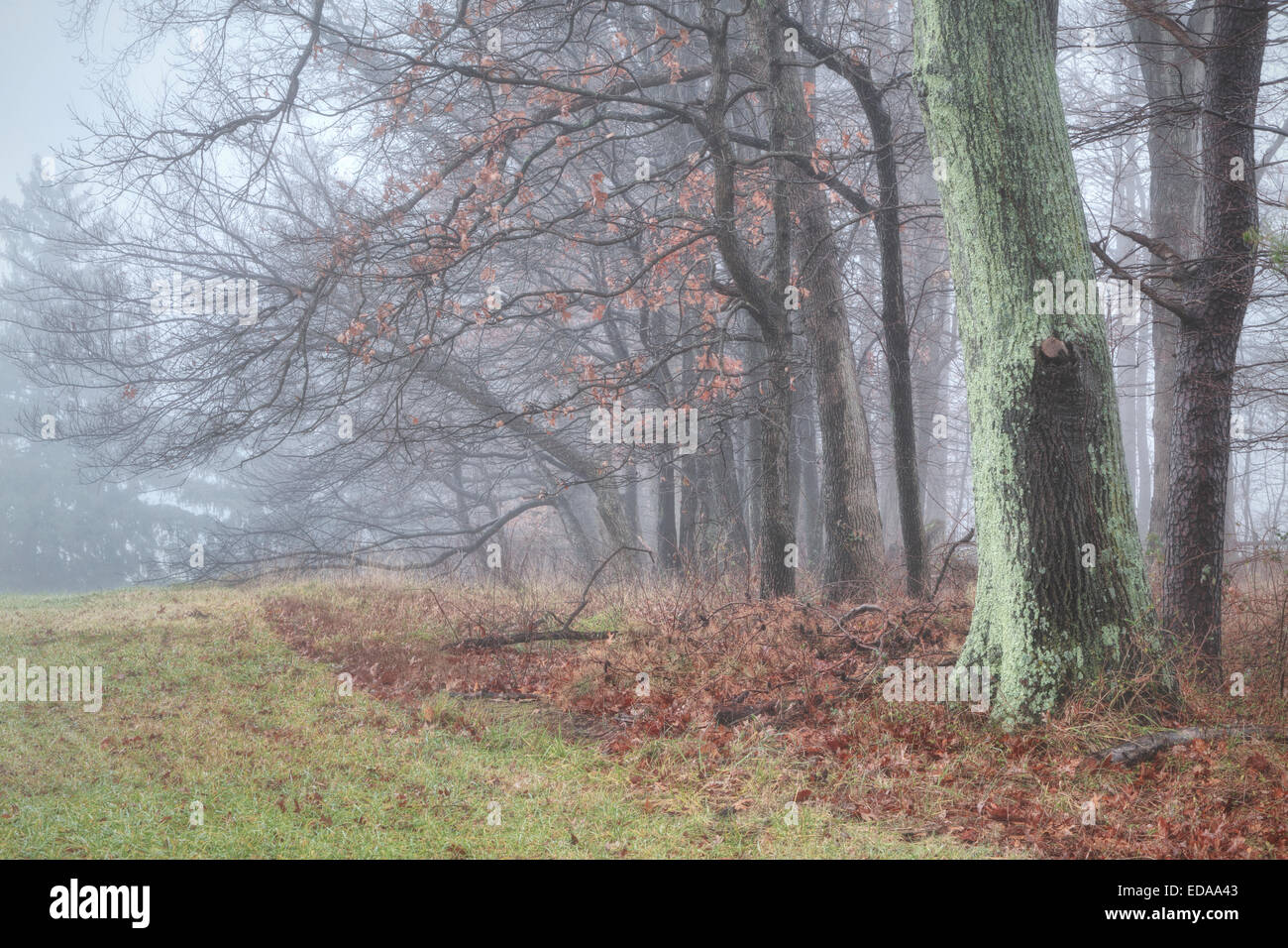La fin de l'automne les arbres dans le brouillard dans le comté de Howard, dans le Maryland Banque D'Images