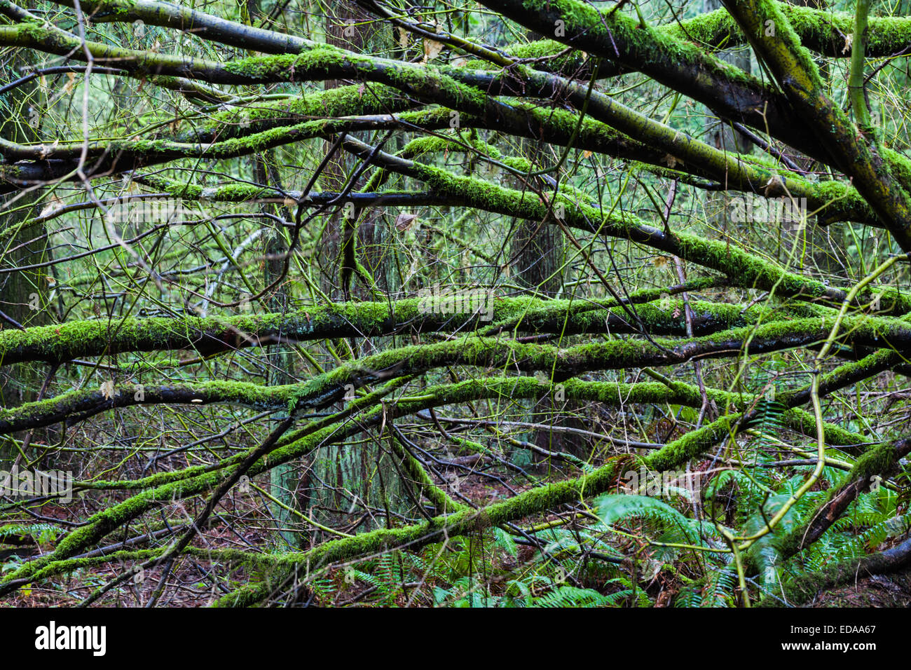 Branches couvertes de mousse d'un arbre à feuilles caduques dans une forêt pluviale tempérée, Vancouver Banque D'Images