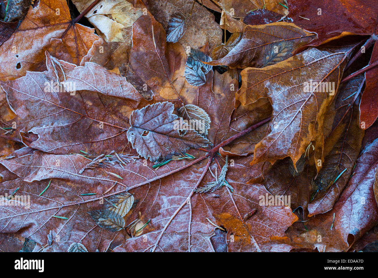 Feuilles dépoli sur un sol forestier Banque D'Images