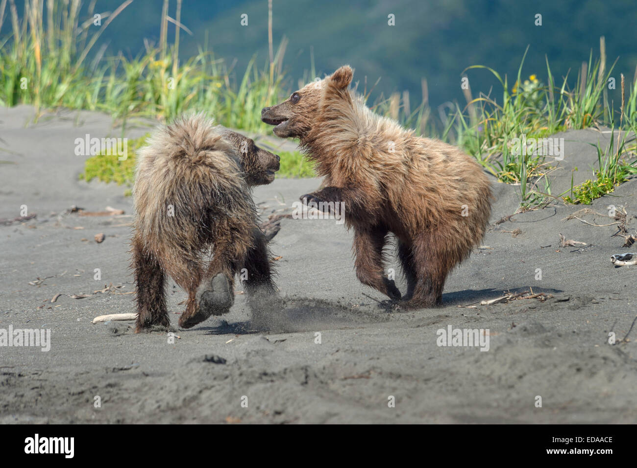 Deux ours brun d'Oursons jouant sur une plage de sable fin dans le lac Clark, Alaska Banque D'Images